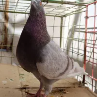 کبوتر نر|پرنده|خورموج, |دیوار