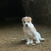 واگذاری سگ الابای|سگ|گنبد کاووس, |دیوار