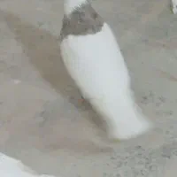 کبوتر|پرنده|دورود, |دیوار