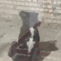 سگه گله|سگ|عسگران, |دیوار