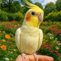 عروس هلندی پیدا شده