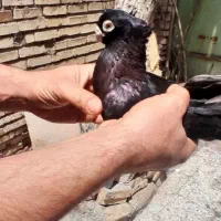 زاغ نر و ماده صرب