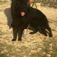 ژرمن بلک.کشش ژرمن|سگ|مرودشت, تخت جمشید|دیوار