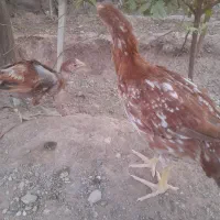 جوجه لاری|حیوانات مزرعه|مشهد, شهرک ابوذر|دیوار