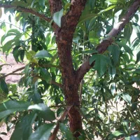 ۱۰۳ متر زمین الهیه ، قلعه‌کهنه پشت کارواش مرسدس