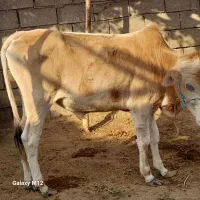 شوش|پرنده|کرخه, |دیوار