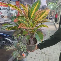 گل رنگارنگ|گل و گیاه طبیعی|کرمانشاه, |دیوار