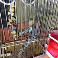 عروس هلندی‌سخنگو|پرنده|قم, شهر قائم|دیوار