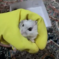 دوعددهمستر|موش و خرگوش|نسیم‌شهر, |دیوار