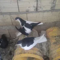 تعدادی کبوتر|پرنده|بشاریات, |دیوار