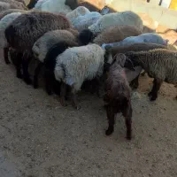 بره نر ماده چاق|حیوانات مزرعه|بجنورد, |دیوار