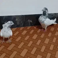 گوش ایستم مایا طوقی