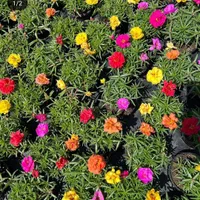 باغبانی ودرختکاری وکارهای نخل