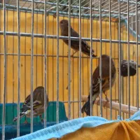 سهره قناری ماده