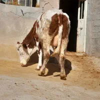 سه عدد گاو سمینتال قرمز جوان آبستن گاو صحرا|حیوانات مزرعه|نظر کهریزی, |دیوار