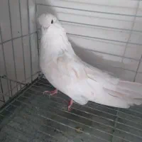 نوک قنار م|پرنده|یزد, |دیوار