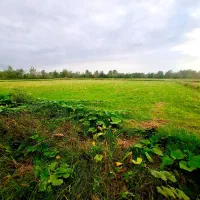 خونه شالیزار6900مترکوچصفهان ب خشکبیجار،لشتنشا،رشت|فروش خانه و ویلا|خمام, |دیوار