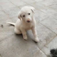 سگ نر وماده