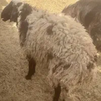 بره چاق برا محرم