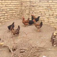 مرغ و خروس|حیوانات مزرعه|قزوین, |دیوار