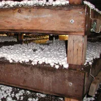 آموزش تولید قارچ های خوراکی