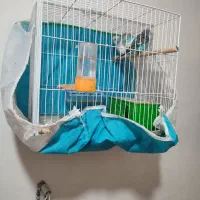 3 عدم مرغ عشق|پرنده|مشهد, امیریه|دیوار