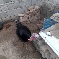 بوقلمون برنزسینه پهن محلی وخرگوش لوپی پشمالوخونگی|حیوانات مزرعه|سراوان, |دیوار