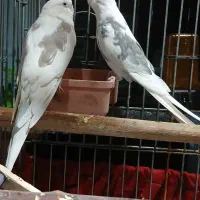 عروس هلندی دوکت مولد