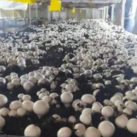 فروش عمده قارچ دکمه ای با کیفیت بالا|خوردنی و آشامیدنی|اصفهان, ارغوانیه|دیوار