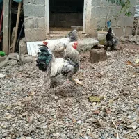 معاوضه خروس با دو مرغ برهما فروش هم دارم