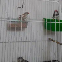 فنچ رنگ خاص.جوجه سهره عروس .مینا .قناری کفتر جوجه