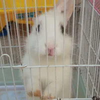 خرگوش|موش و خرگوش|سقز, |دیوار