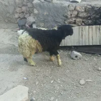 بره قیمت توافقی|حیوانات مزرعه|اردل, |دیوار