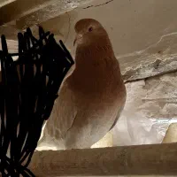 دوتا کبوتر نر ب شرط ساعت