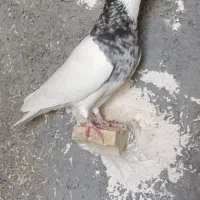 کبوتر گوره و غوره نر و طوقی|پرنده|وحدتیه, |دیوار