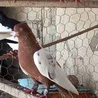 چند جفت کبوتر رنگی اس|پرنده|قائم‌شهر, |دیوار