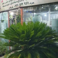 باغ ،باغچه،روف گاردن،و ویلاتون رو به ما بسپارید