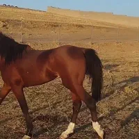 حیوانات|حیوانات مزرعه|هشترود, |دیوار