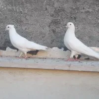 کفتر ، کبوتر