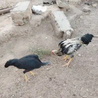 جفت لاری|حیوانات مزرعه|گناباد, |دیوار