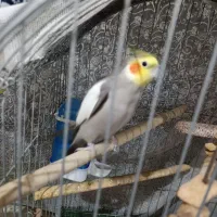 فروش عروس هلندی نرو ماده