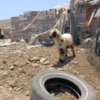 بره نر
