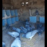 کبوتر پلاکی مسافتی|پرنده|یاسوج, |دیوار