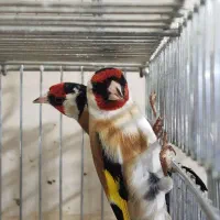 سهره رسمی و کرمانی