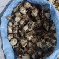 موسیر کوهی تازه فروشی