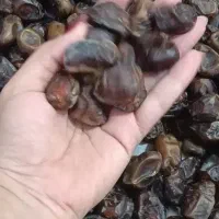 پاجوش نخل گنتاروخرما