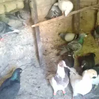 کفتر|پرنده|شیروان (خراسان), |دیوار