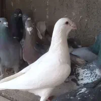 کبوتر آلمان