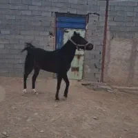 اسب مادیان کرد عرب.|اسب و تجهیزات اسب‌سواری|بستان آباد, |دیوار