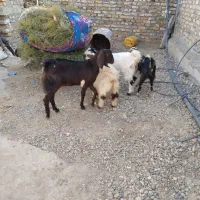 چهار کهره سه تا ماده یک نر|حیوانات مزرعه|زهک, |دیوار